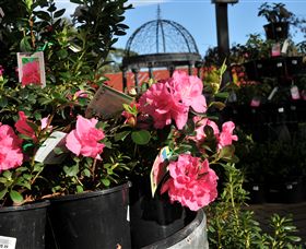 Van Loon's Nursery - Broome Tourism 1