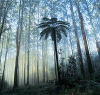Yarra Ranges National Park - Broome Tourism