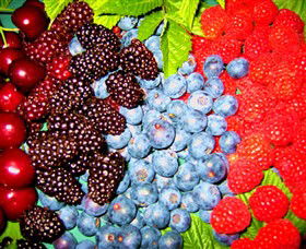 Blue Hills Berries & Cherries - Broome Tourism 2