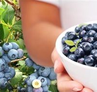 Jolly Berries - Broome Tourism
