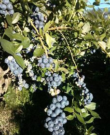 Gunnadoo Berries - Broome Tourism 2