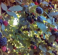 Gunnadoo Berries - Broome Tourism