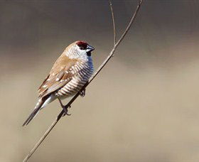 Capertee Valley Bird Trail - Broome Tourism 3