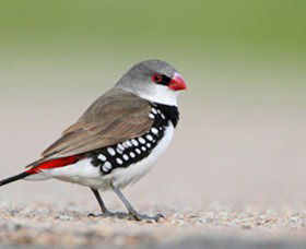 Capertee Valley Bird Trail - Broome Tourism 1