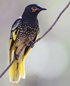 Capertee Valley Bird Trail - Broome Tourism 4