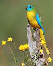 Capertee Valley Bird Trail - Broome Tourism 5