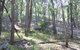 Burning Mountain Nature Reserve - thumb 3