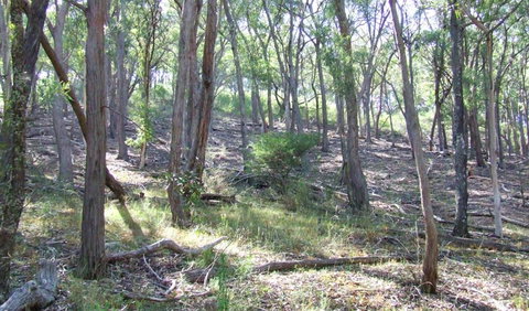 Burning Mountain Nature Reserve - Broome Tourism 3