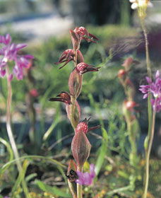 Carnamah-Eneabba Wildflower Drive - Broome Tourism 0