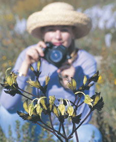 Carnamah-Eneabba Wildflower Drive - Broome Tourism 1