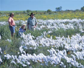 Carnamah-Eneabba Wildflower Drive - Broome Tourism 2