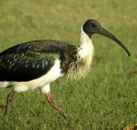 Toowoomba Water Bird Habitat - Broome Tourism