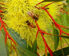 Ungulla Country Garden - Broome Tourism 6