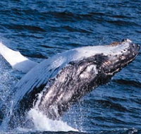 Sydney Eco Whale Watching - Broome Tourism