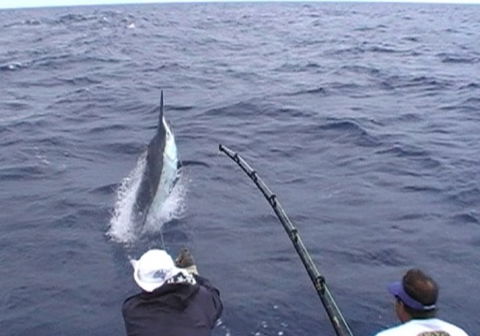 Amokura Charters - Broome Tourism 0