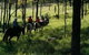 Hunter Valley Horse Riding And Adventures - thumb 0