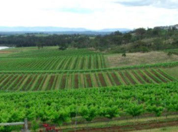 Hunter Vineyard Tours - Broome Tourism 2