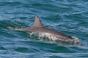 Byron Bay Dolphin Wildlife Tours - Broome Tourism 0