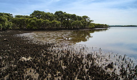 Towra Point Nature Reserve - Broome Tourism 0