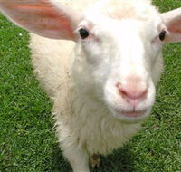 Golden Ridge Animal Farm - Broome Tourism