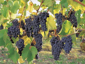 Hills Short Wine And Food Trail - Broome Tourism 0