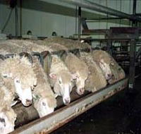 Island Pure Sheep Dairy And Cheese Factory - Broome Tourism