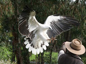 Raptor Domain - Broome Tourism 0
