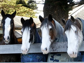 Victor Harbor Horse Drawn Tramway - Broome Tourism 0