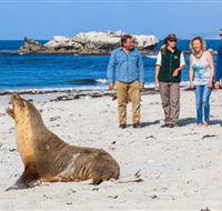 Seal Bay Conservation Park - Broome Tourism