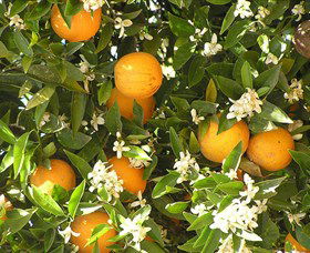Orange World - Broome Tourism 2