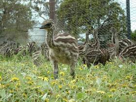 Avenue Emus - Broome Tourism 1