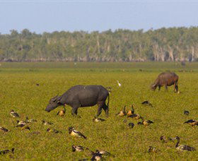 Nature's Way - Broome Tourism 4