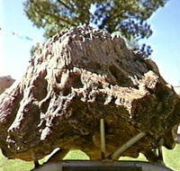 Fossilised Tree - Broome Tourism
