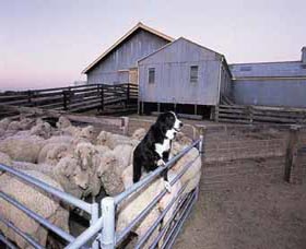 Shear Outback The Australian Shearers Hall Of Fame - Broome Tourism 1
