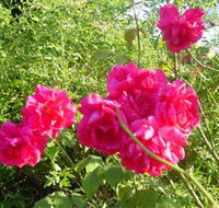 Bishop's Lodge Historic House and Heritage Rose Garden - Broome Tourism
