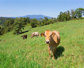 Mungalli Creek Biodynamic Dairy And Organic Cafe - Broome Tourism 3
