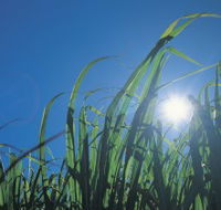 Australian Sugar Industry Museum - Broome Tourism