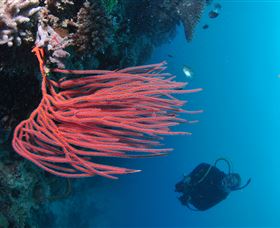 Eddy Reef Dive Site - Broome Tourism 0