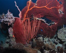 Eddy Reef Dive Site - Broome Tourism 2
