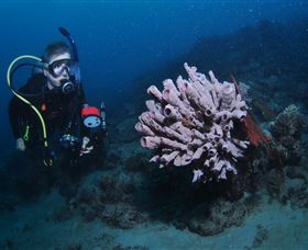 Eddy Reef Dive Site - Broome Tourism 1
