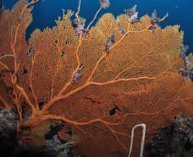 Eddy Reef Dive Site - Broome Tourism 3