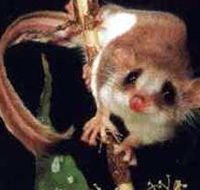 Carrowong Fauna Sanctuary - Broome Tourism