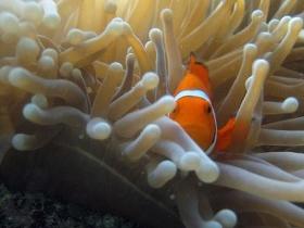 Beaver Reef Dive Site - Broome Tourism 0