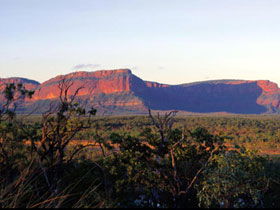 Dingo QLD Broome Tourism