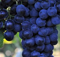 De Bortoli Wines Bilbul - Broome Tourism
