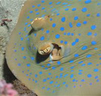 Jorgey's Patch Dive Site - Broome Tourism