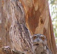 Bird Watching - Broome Tourism