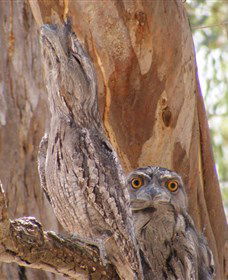 Bird Watching - Broome Tourism 0