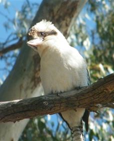 Bird Watching - Broome Tourism 1