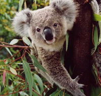 Koala Spotting Regeneration Reserve - Broome Tourism